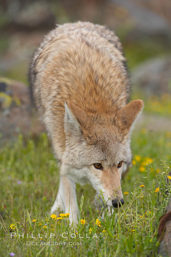 Coyote, Sierra Nevada foothills, Mariposa, California., Canis latrans, natural history stock photograph, photo id 15885