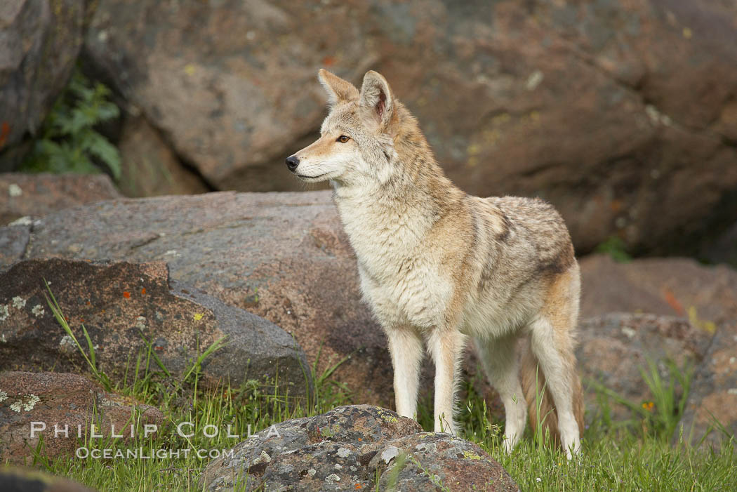 Coyote, Sierra Nevada foothills, Mariposa, California., Canis latrans, natural history stock photograph, photo id 15889