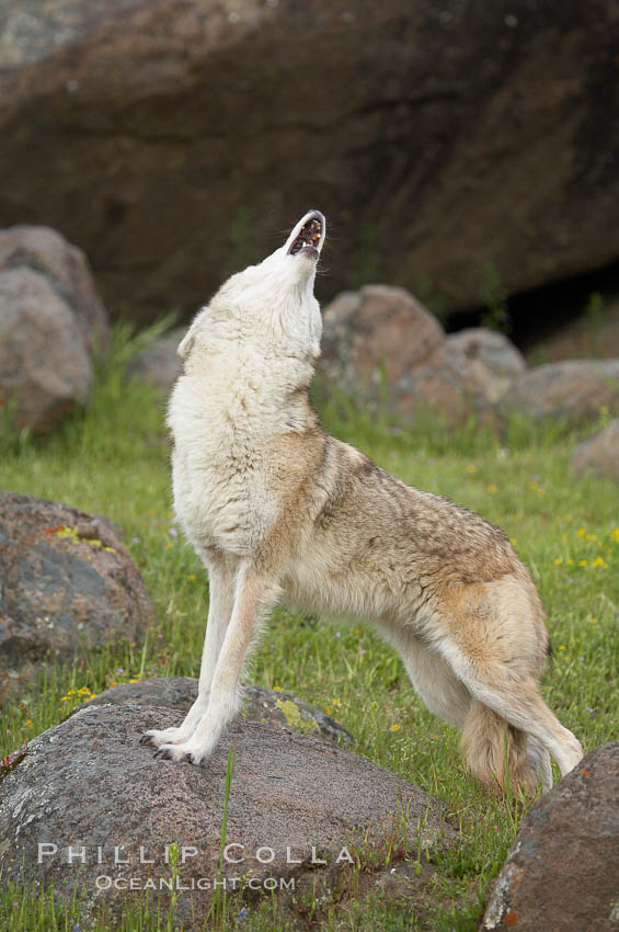 Coyote, Sierra Nevada foothills, Mariposa, California., Canis latrans, natural history stock photograph, photo id 15897