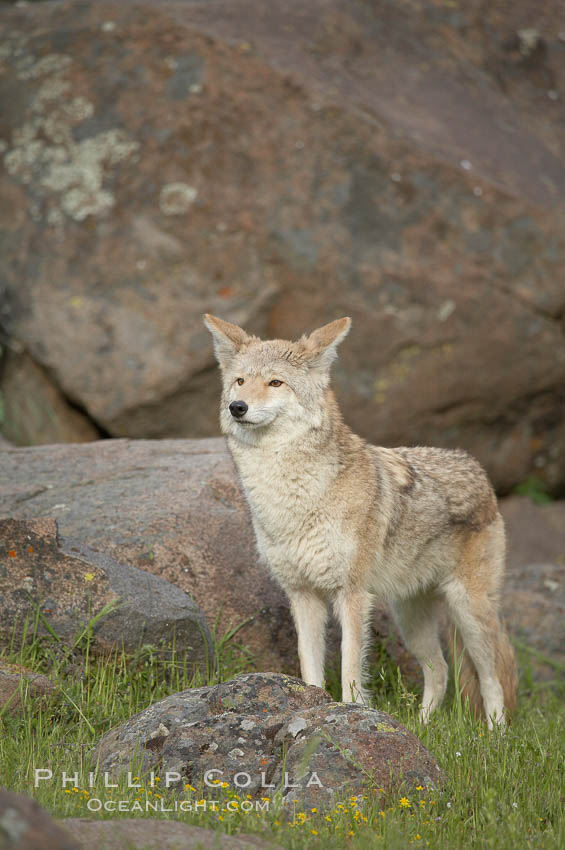 Coyote, Sierra Nevada foothills, Mariposa, California., Canis latrans, natural history stock photograph, photo id 15901