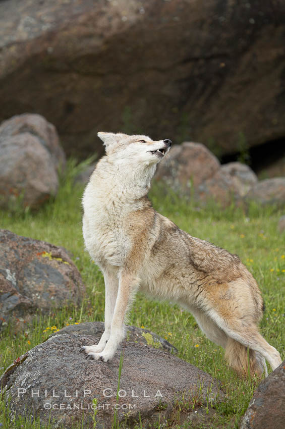 Coyote, Sierra Nevada foothills, Mariposa, California., Canis latrans, natural history stock photograph, photo id 15909