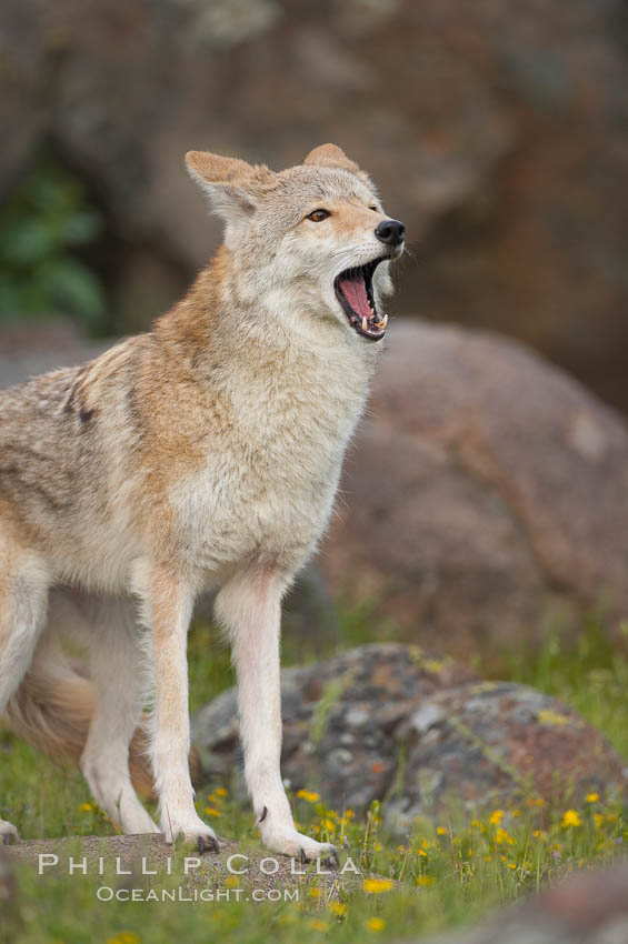 Coyote, Sierra Nevada foothills, Mariposa, California., Canis latrans, natural history stock photograph, photo id 15874