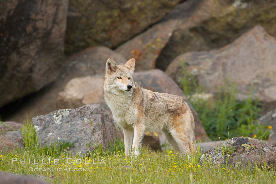 Coyote, Sierra Nevada foothills, Mariposa, California., Canis latrans, natural history stock photograph, photo id 15878