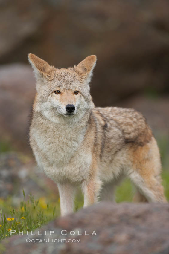 Coyote, Sierra Nevada foothills, Mariposa, California., Canis latrans, natural history stock photograph, photo id 15872