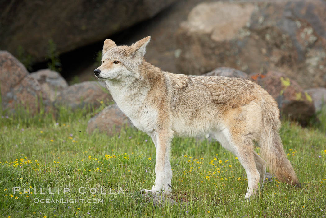 Coyote, Sierra Nevada foothills, Mariposa, California., Canis latrans, natural history stock photograph, photo id 15876