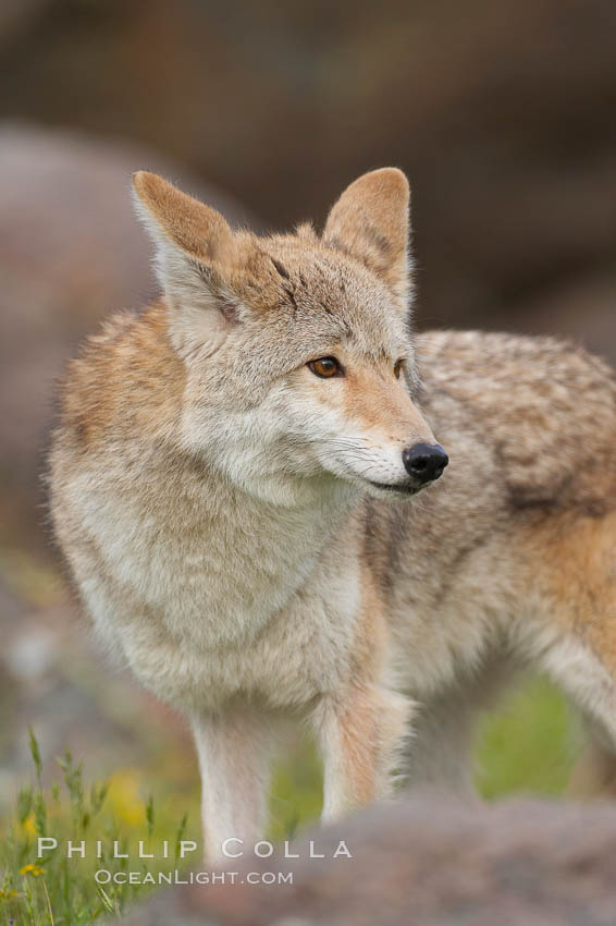 Coyote, Sierra Nevada foothills, Mariposa, California., Canis latrans, natural history stock photograph, photo id 15880