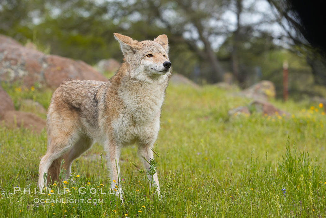 Coyote, Sierra Nevada foothills, Mariposa, California., Canis latrans, natural history stock photograph, photo id 15871