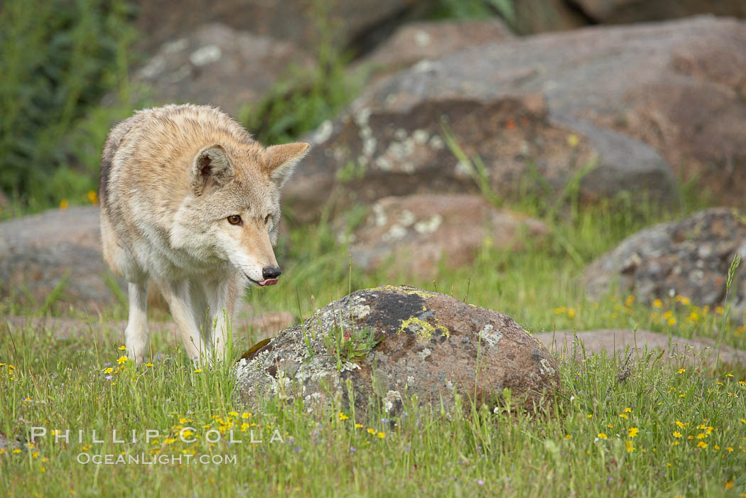 Coyote, Sierra Nevada foothills, Mariposa, California., Canis latrans, natural history stock photograph, photo id 15875