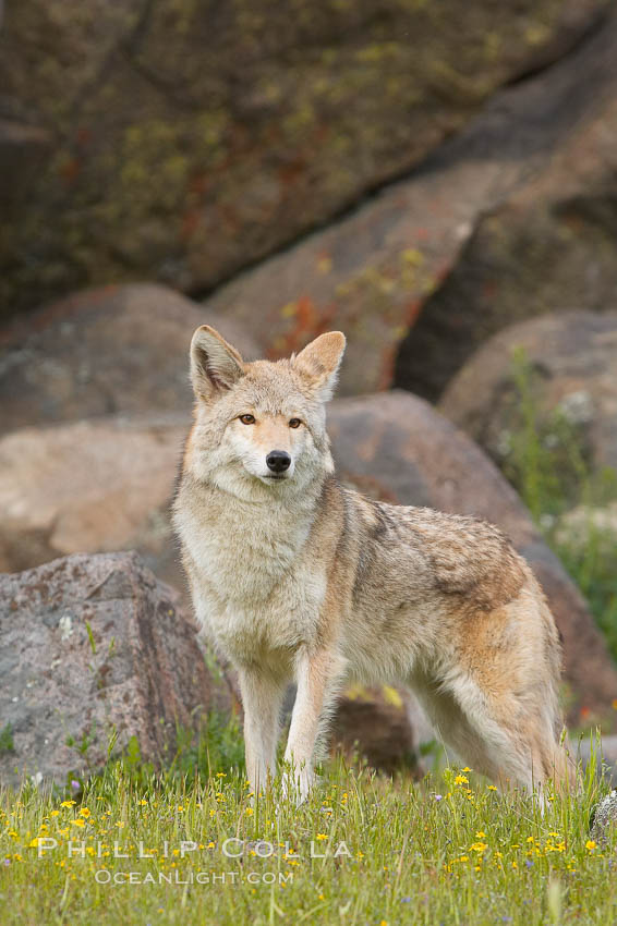 Coyote, Sierra Nevada foothills, Mariposa, California., Canis latrans, natural history stock photograph, photo id 15879