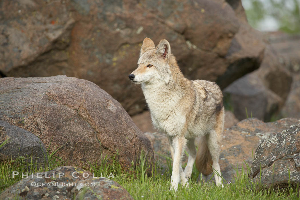 Coyote, Sierra Nevada foothills, Mariposa, California., Canis latrans, natural history stock photograph, photo id 15869