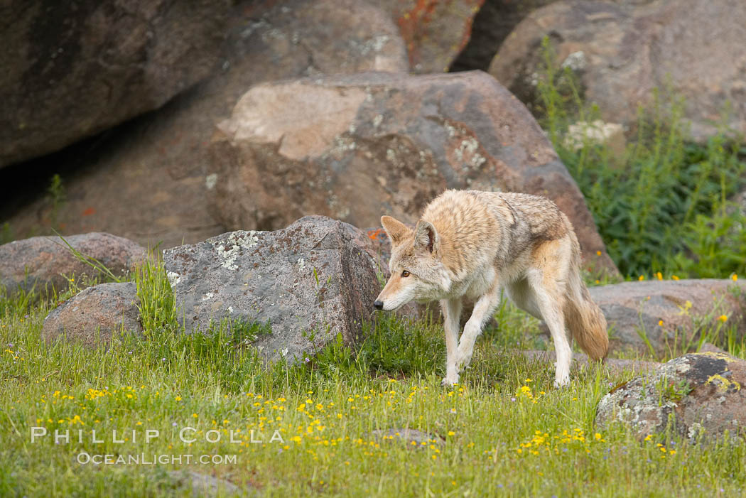 Coyote, Sierra Nevada foothills, Mariposa, California., Canis latrans, natural history stock photograph, photo id 15877