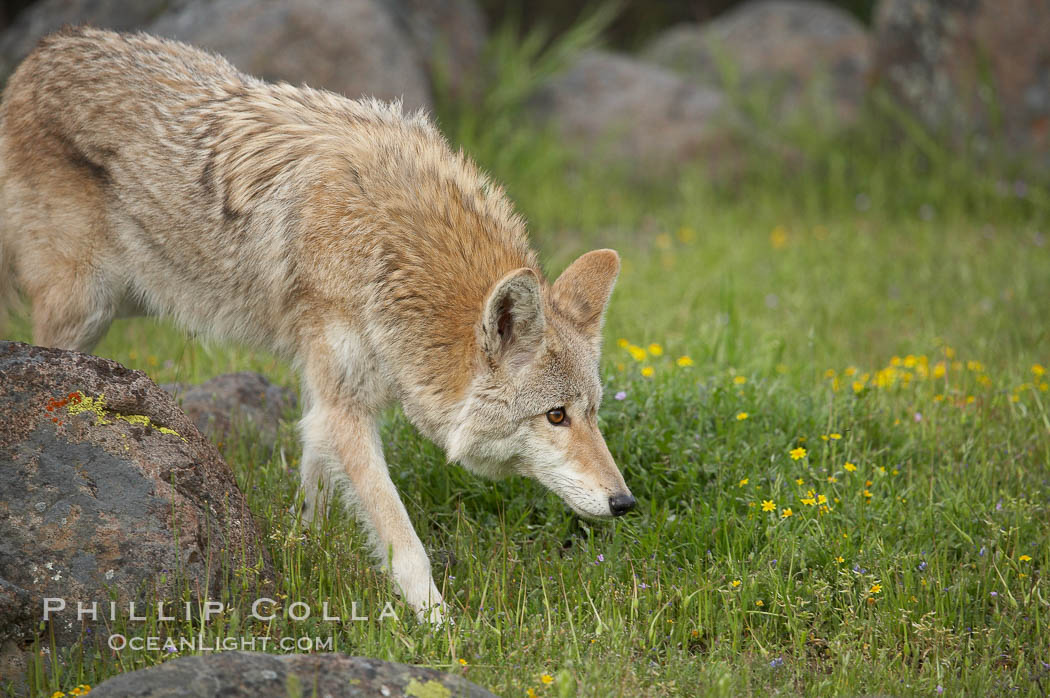 Coyote, Sierra Nevada foothills, Mariposa, California., Canis latrans, natural history stock photograph, photo id 15881