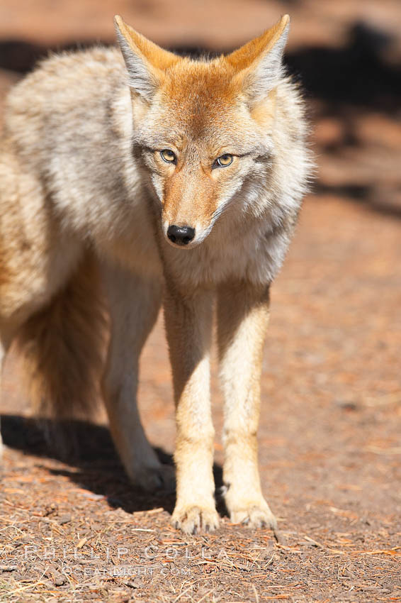 Coyote. Yellowstone National Park, Wyoming, USA, Canis latrans, natural history stock photograph, photo id 20972