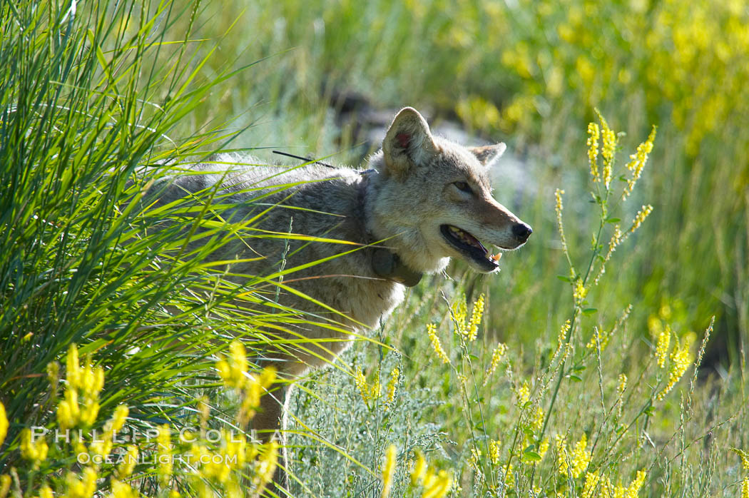 Coyote, Lamar Valley.  This coyote bears not only a radio tracking collar, so researchers can follow its daily movements, but also a small green tag on its left ear. Yellowstone National Park, Wyoming, USA, Canis latrans, natural history stock photograph, photo id 13091