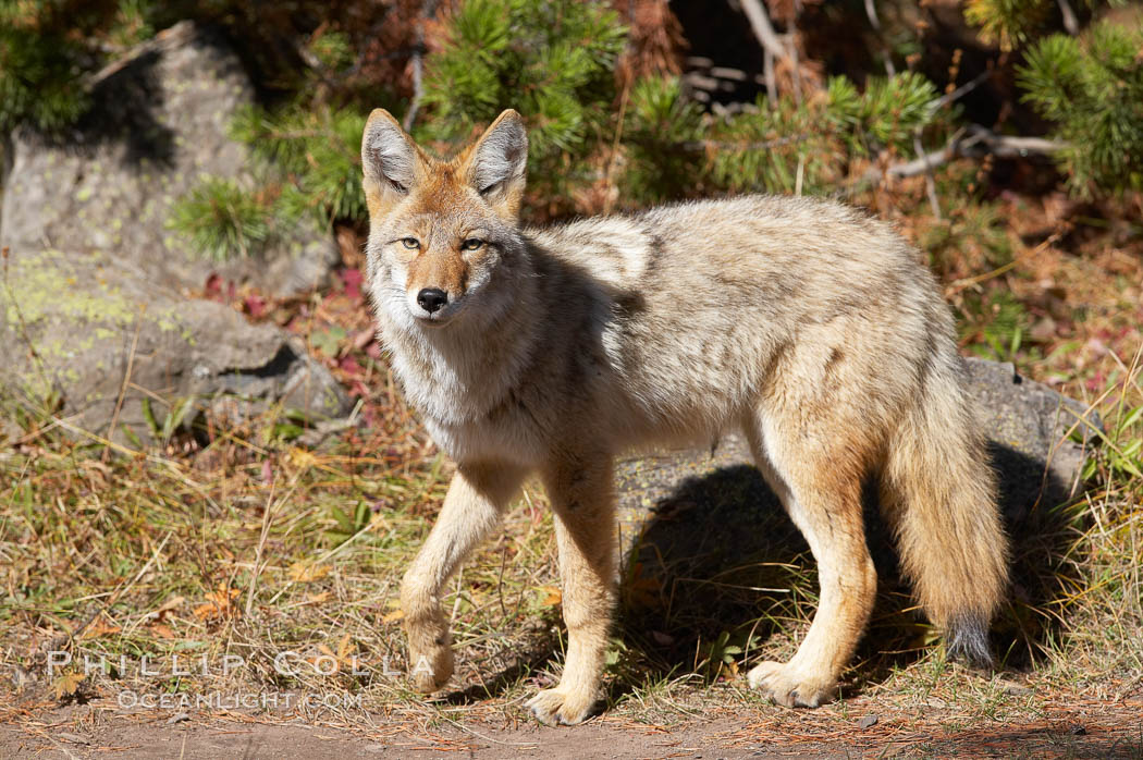 Coyote. Yellowstone National Park, Wyoming, USA, Canis latrans, natural history stock photograph, photo id 19634