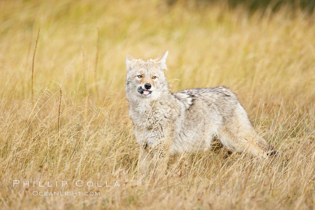 A coyote eats a vole that it has just captured in tall grass, autumn. Yellowstone National Park, Wyoming, USA, Canis latrans, natural history stock photograph, photo id 19642