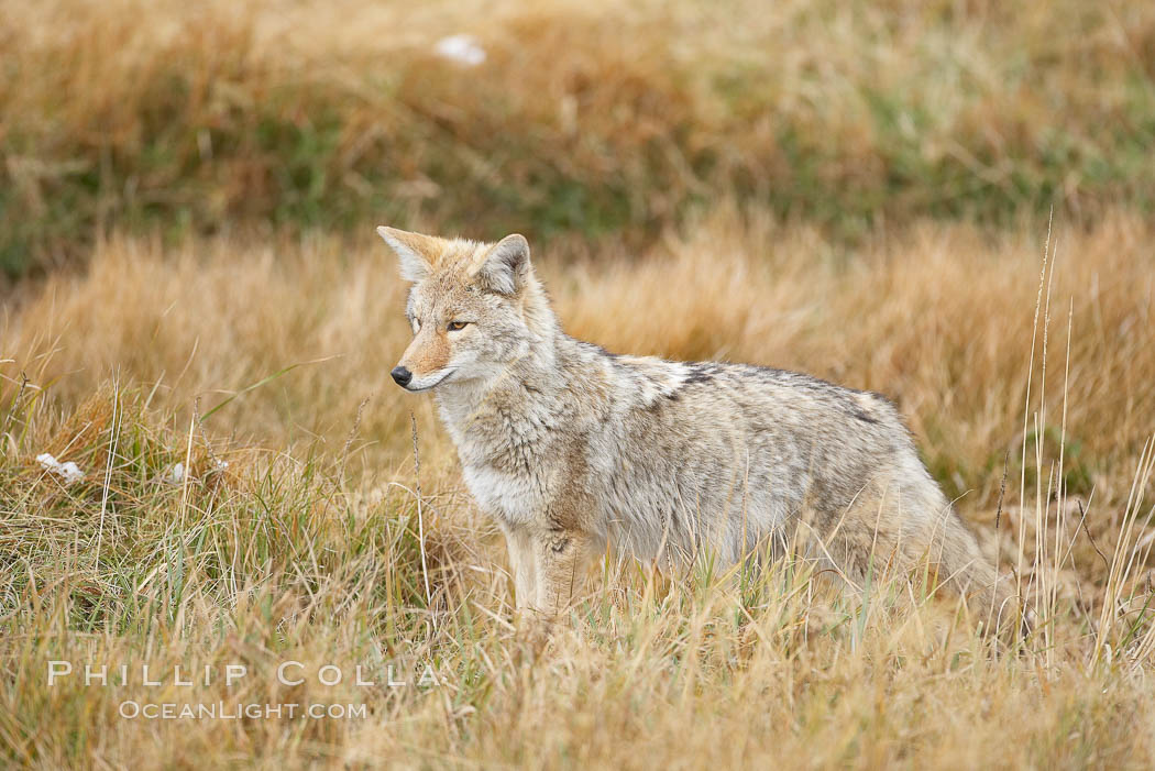A coyote hunts for voles in tall grass, autumn. Yellowstone National Park, Wyoming, USA, Canis latrans, natural history stock photograph, photo id 19650