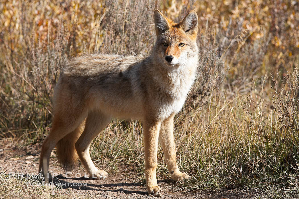 Coyote moves through low-lying bushes and sage., Canis latrans, natural history stock photograph, photo id 19654