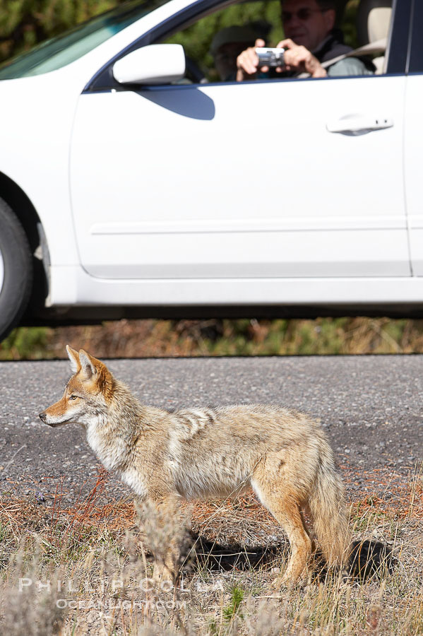 Coyote., Canis latrans, natural history stock photograph, photo id 19658