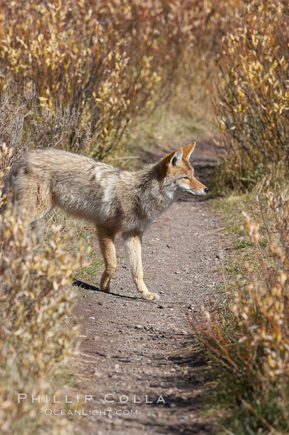Coyote moves through low-lying bushes and sage. Yellowstone National Park, Wyoming, USA, Canis latrans, natural history stock photograph, photo id 19662