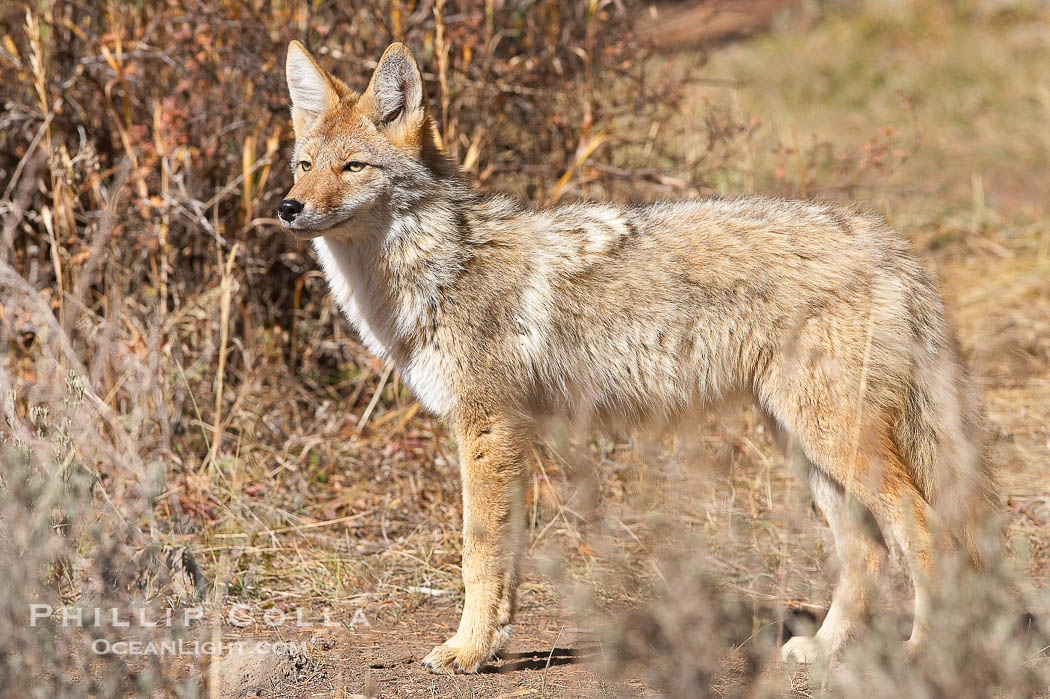Coyote., Canis latrans, natural history stock photograph, photo id 19674