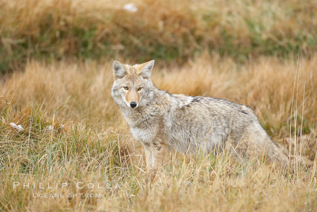 A coyote hunts for voles in tall grass, autumn. Yellowstone National Park, Wyoming, USA, Canis latrans, natural history stock photograph, photo id 19678