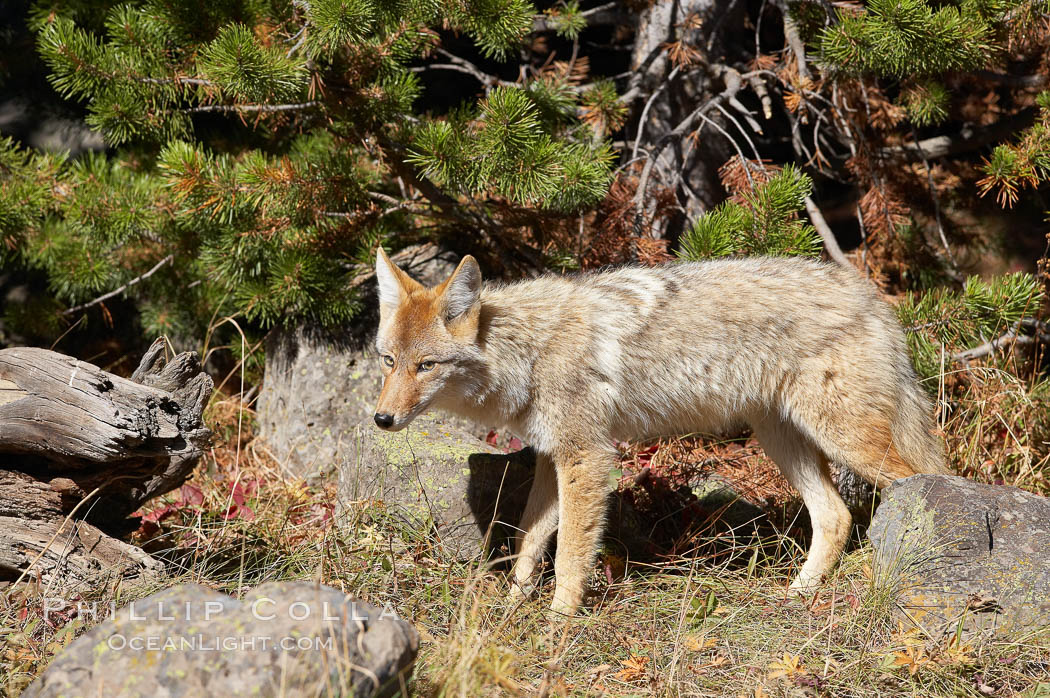 Coyote. Yellowstone National Park, Wyoming, USA, Canis latrans, natural history stock photograph, photo id 20974