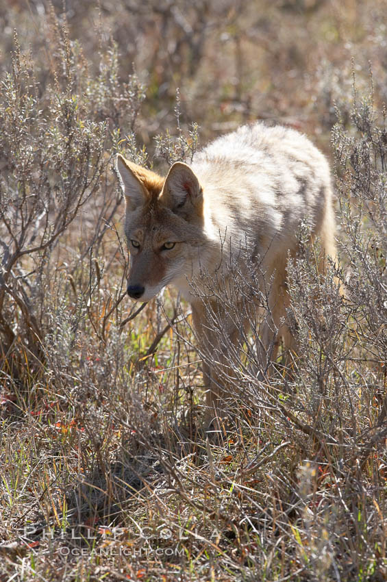 Coyote. Yellowstone National Park, Wyoming, USA, Canis latrans, natural history stock photograph, photo id 20978