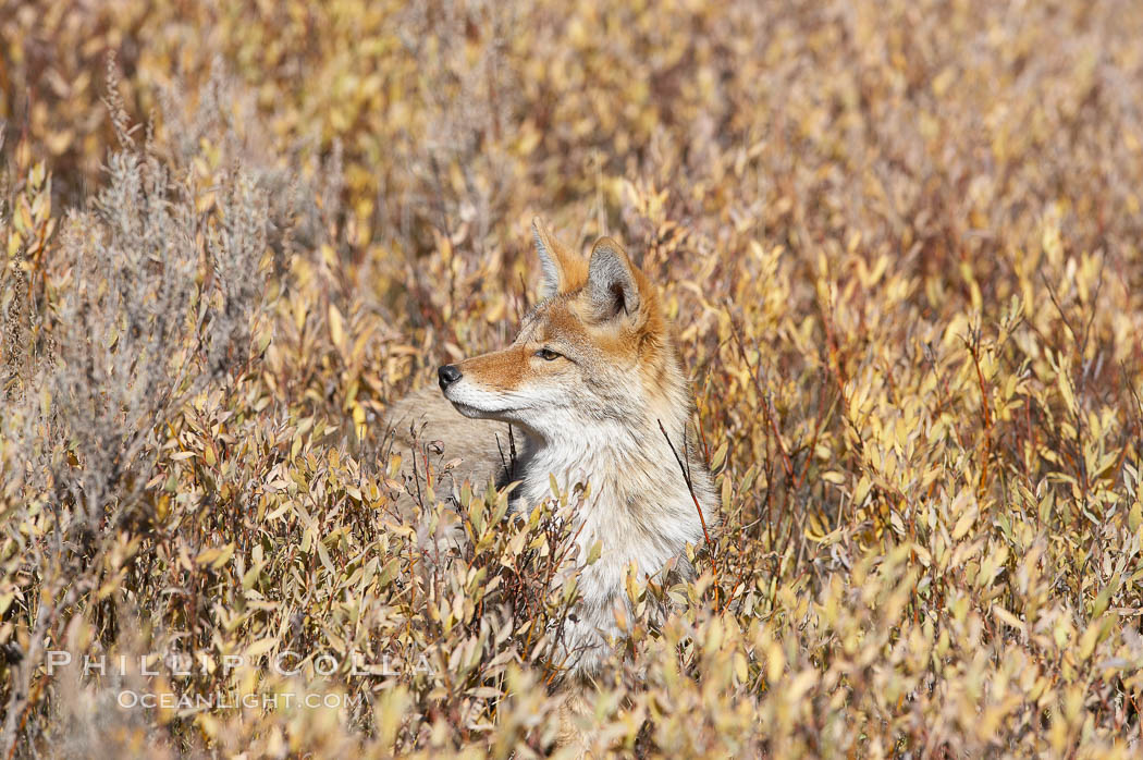 Coyote moves through low-lying bushes and sage. Yellowstone National Park, Wyoming, USA, Canis latrans, natural history stock photograph, photo id 19636
