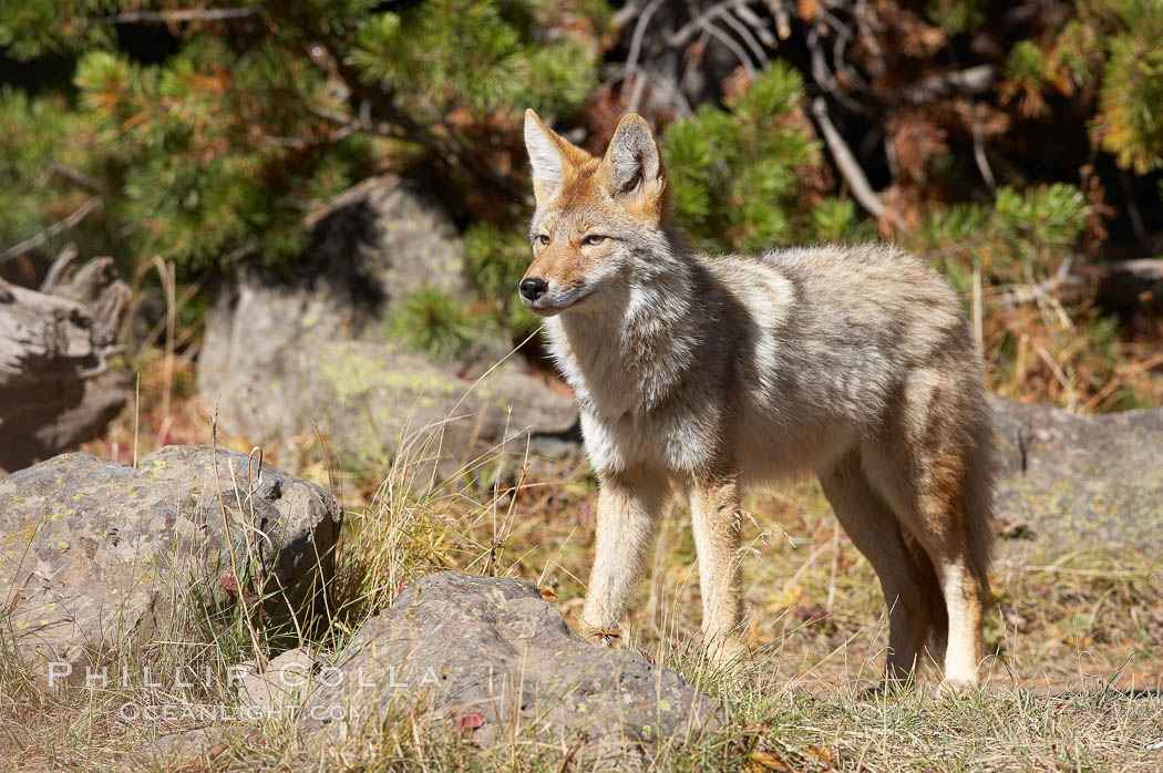 Coyote., Canis latrans, natural history stock photograph, photo id 19640