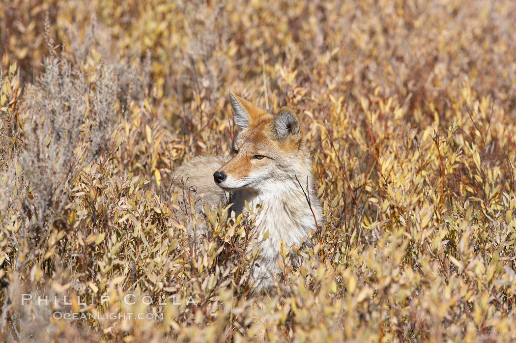 Coyote moves through low-lying bushes and sage. Yellowstone National Park, Wyoming, USA, Canis latrans, natural history stock photograph, photo id 19644