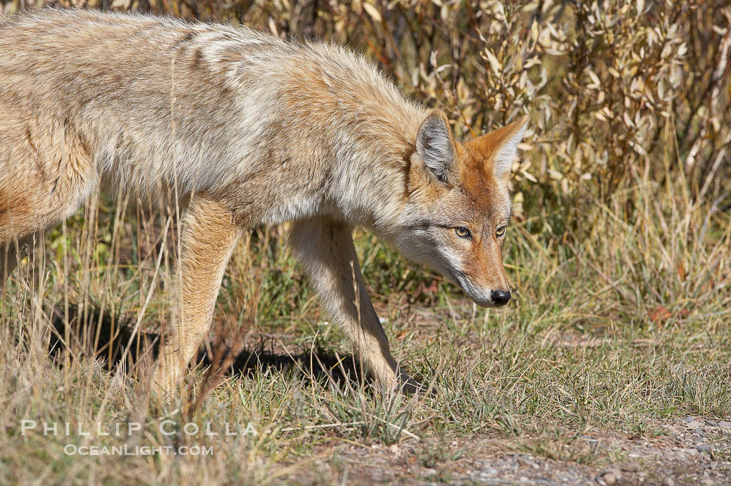 Coyote moves through low-lying bushes and sage., Canis latrans, natural history stock photograph, photo id 19648