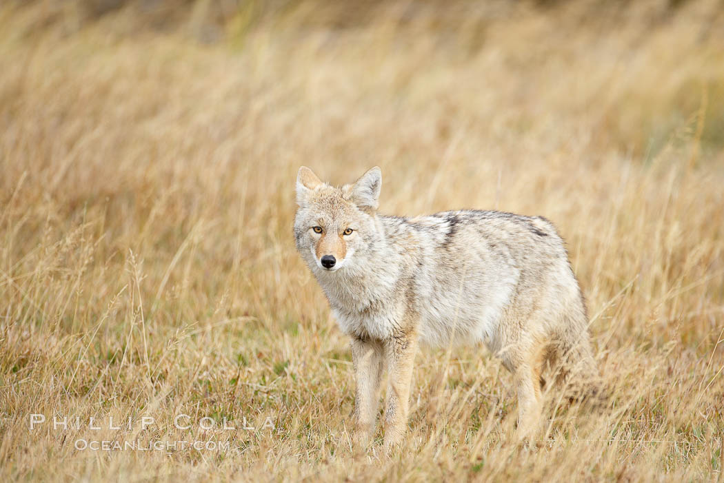 A coyote hunts for voles in tall grass, autumn. Yellowstone National Park, Wyoming, USA, Canis latrans, natural history stock photograph, photo id 19652