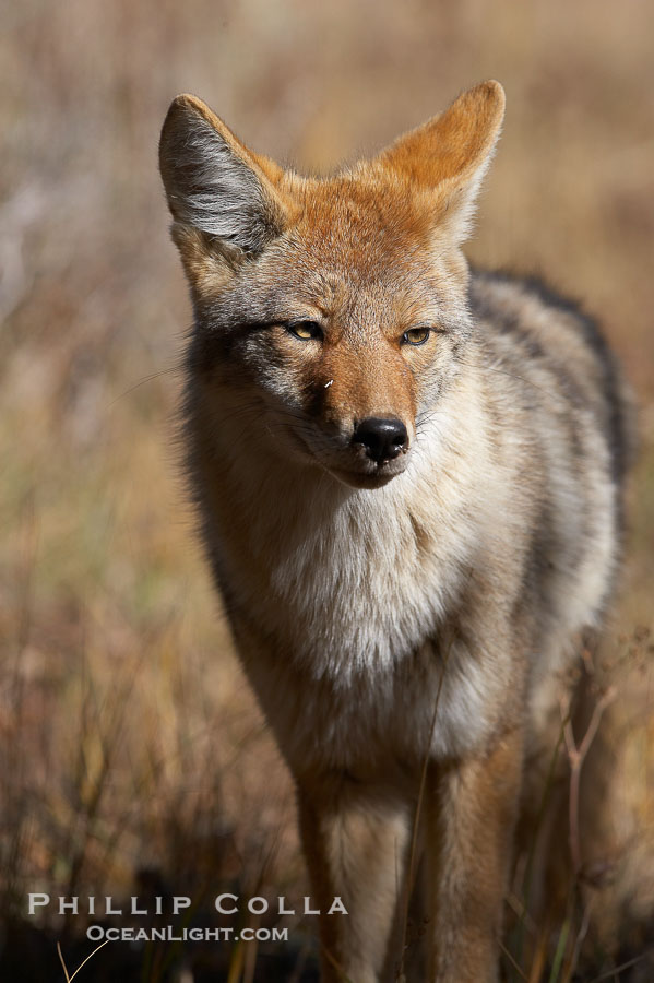 Coyote., Canis latrans, natural history stock photograph, photo id 19660