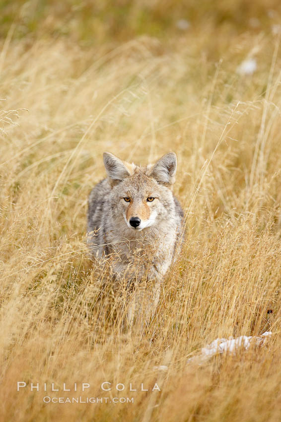 Image 19664, A coyote hunts for voles in tall grass, autumn. Yellowstone National Park, Wyoming, USA, Canis latrans, Phillip Colla, all rights reserved worldwide. Keywords: animal, animalia, autumn, canidae, caniformia, canis, canis latrans, carnivora, carnivore, chordata, coyote, fall, latrans, mammal, national parks, usa, vertebrata, vertebrate, world heritage sites, wyoming, yellowstone, yellowstone national park.