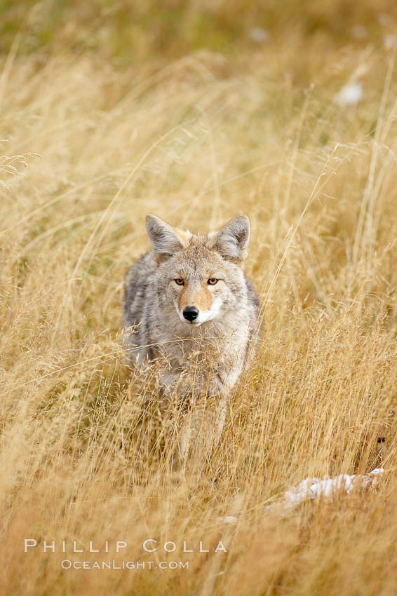 A coyote hunts for voles in tall grass, autumn., Canis latrans, natural history stock photograph, photo id 19664