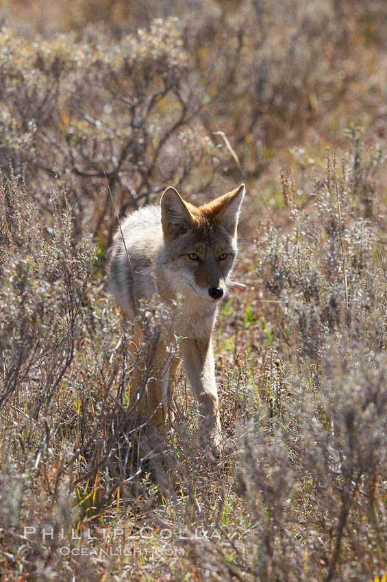 Coyote moves through low-lying bushes and sage. Yellowstone National Park, Wyoming, USA, Canis latrans, natural history stock photograph, photo id 19668