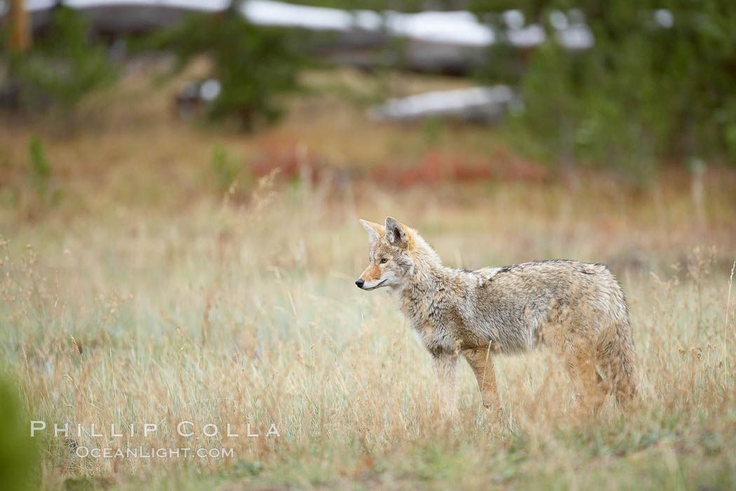 A coyote hunts for voles in tall grass, autumn. Yellowstone National Park, Wyoming, USA, Canis latrans, natural history stock photograph, photo id 19672