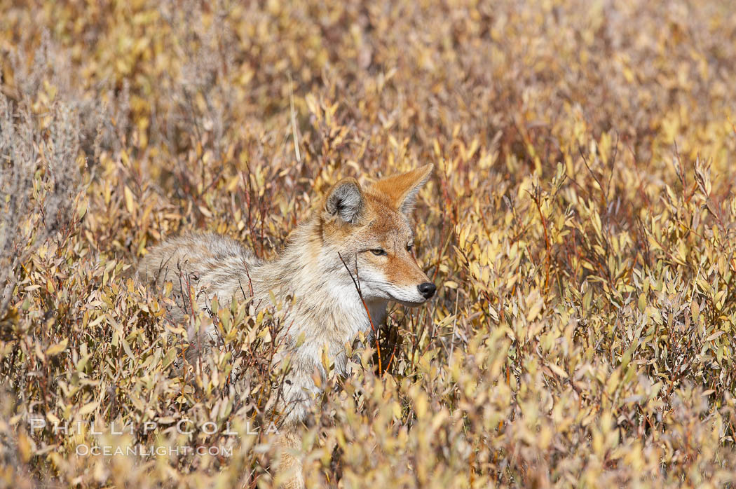 Coyote. Yellowstone National Park, Wyoming, USA, Canis latrans, natural history stock photograph, photo id 20976