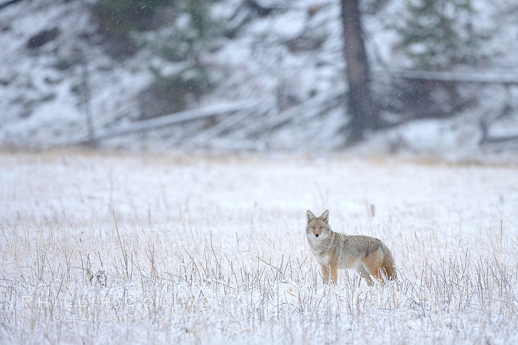 Coyote in snow covered field along the Madison River. Yellowstone National Park, Wyoming, USA, Canis latrans, natural history stock photograph, photo id 19635