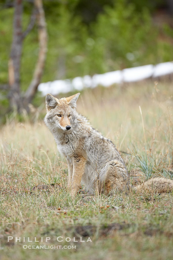 Coyote., Canis latrans, natural history stock photograph, photo id 19639