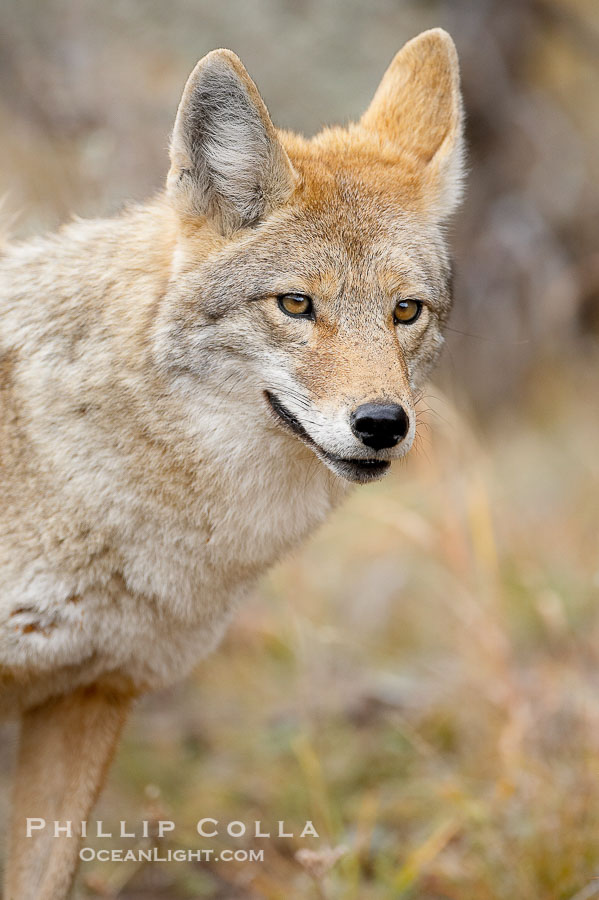Coyote., Canis latrans, natural history stock photograph, photo id 19643