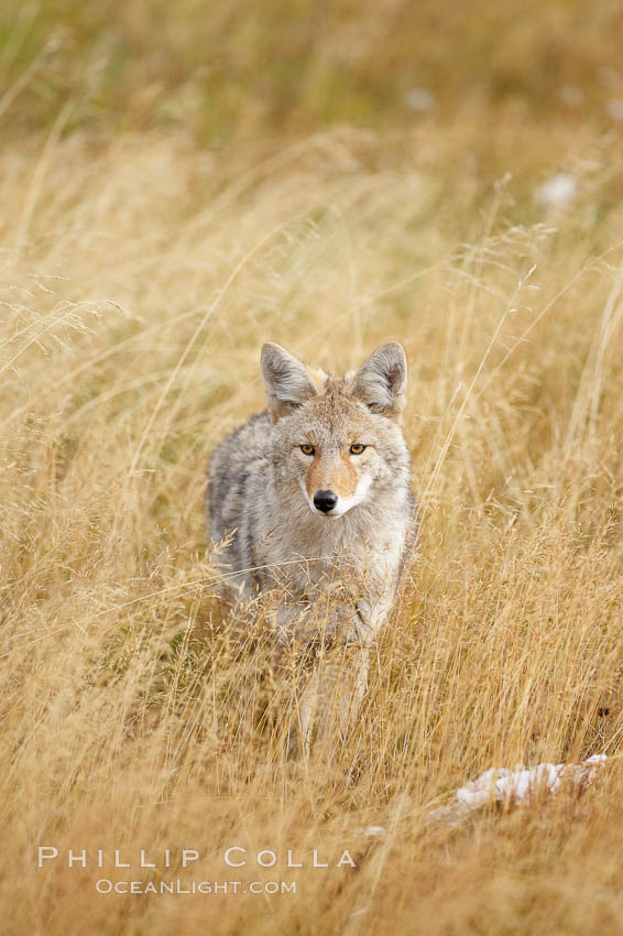 Image 19651, A coyote hunts for voles in tall grass, autumn. Yellowstone National Park, Wyoming, USA, Canis latrans, Phillip Colla, all rights reserved worldwide. Keywords: animal, animalia, autumn, canidae, caniformia, canis, canis latrans, carnivora, carnivore, chordata, coyote, creature, fall, latrans, mammal, national parks, nature, usa, vertebrata, vertebrate, wildlife, world heritage sites, wyoming, yellowstone, yellowstone national park.