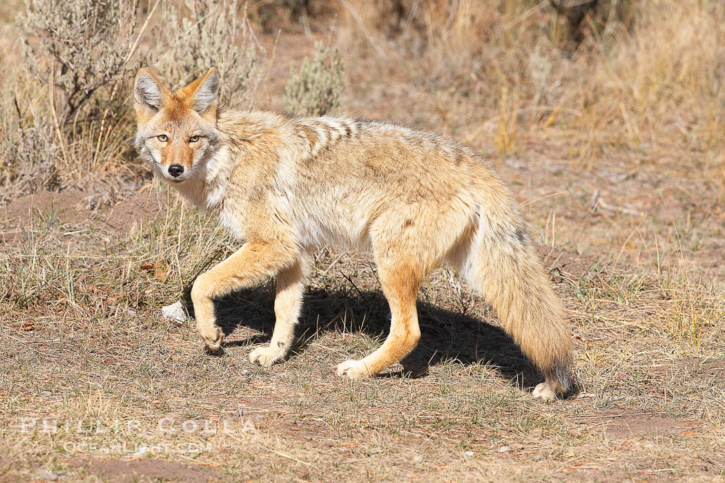 Coyote., Canis latrans, natural history stock photograph, photo id 19655