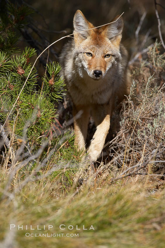 Coyote moves through low-lying bushes and sage. Yellowstone National Park, Wyoming, USA, Canis latrans, natural history stock photograph, photo id 19659