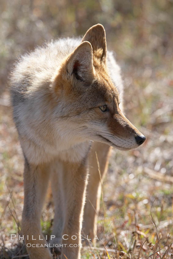 Coyote., Canis latrans, natural history stock photograph, photo id 19663