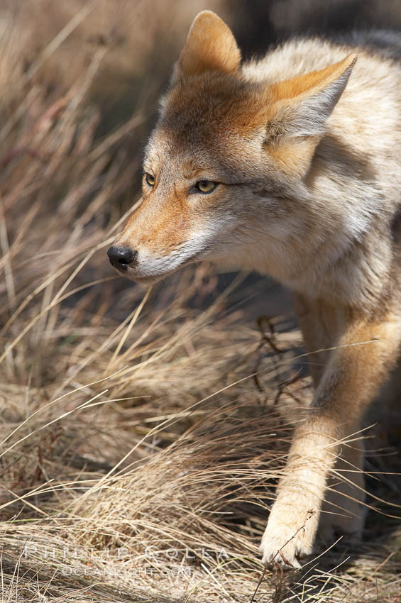 Coyote., Canis latrans, natural history stock photograph, photo id 19667