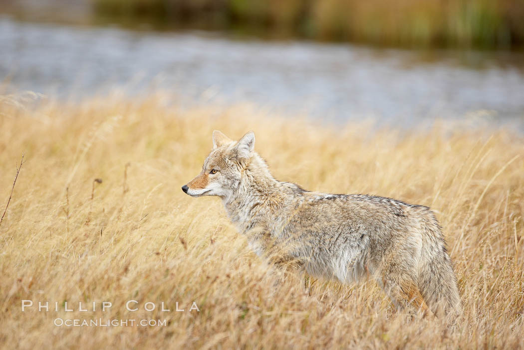 A coyote hunts for voles in tall grass, autumn. Yellowstone National Park, Wyoming, USA, Canis latrans, natural history stock photograph, photo id 19671