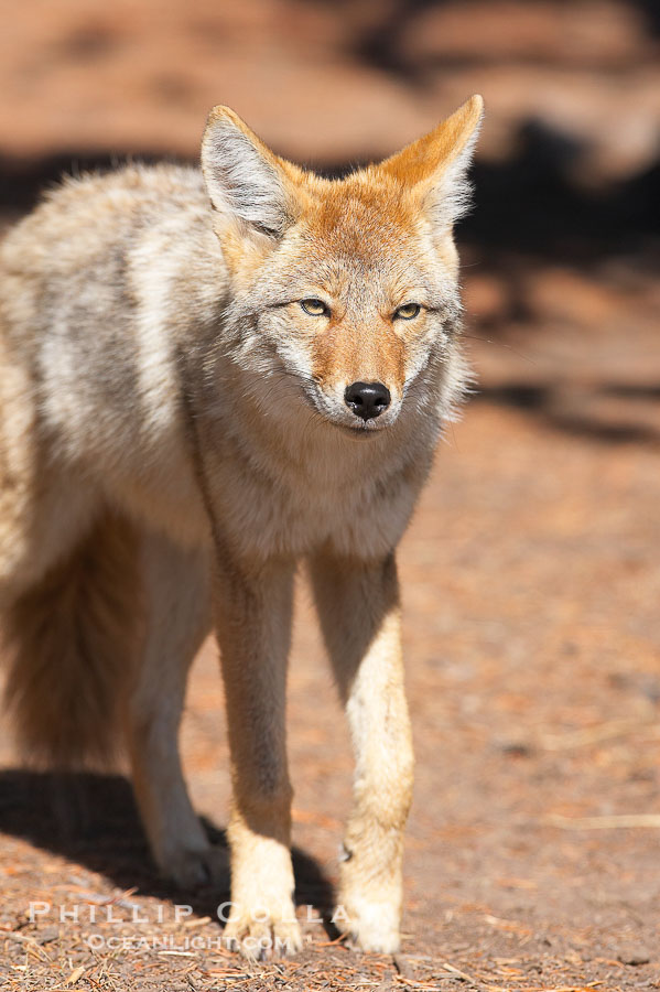 Coyote., Canis latrans, natural history stock photograph, photo id 19675