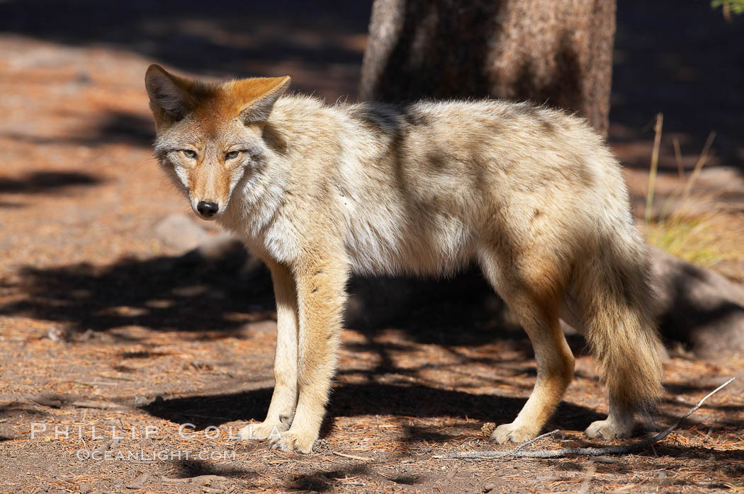 Coyote. Yellowstone National Park, Wyoming, USA, Canis latrans, natural history stock photograph, photo id 20975